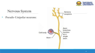 43
Nervous System
• Pseudo-Unipolar neurons:
 