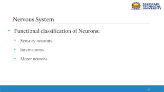 44
Nervous System
• Functional classification of Neurons:
• Sensory neurons
• Interneurons
• Motor neurons
 