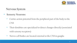 45
Nervous System
• Sensory Neurons:
• Carries action potential from the peripheral part of the body to the
CNS
• Their dendrites are specialized to detect changes directly (associated
with sensory receptors)
• Nerves cell bodies are located external to the CNS in ganglia
 