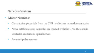 48
Nervous System
• Motor Neurons:
• Carry action potentials from the CNS to effectors to produce an action
• Nerve cell bodies and dendrites are located with the CNS, the axon is
located in cranial and spinal nerves
• Are multipolar neurons
 