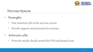 49
Nervous System
• Neuroglia:
• Non-neuronal cells in the nervous system
• Provide support and protection for neurons
• Schwann cells:
• Form the myelin sheath around the PNS myelinated axon
 
