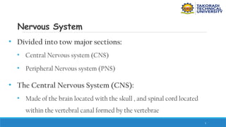 5
Nervous System
• Divided into tow major sections:
• Central Nervous system (CNS)
• Peripheral Nervous system (PNS)
• The Central Nervous System (CNS):
• Made of the brain located with the skull , and spinal cord located
within the vertebral canal formed by the vertebrae
 