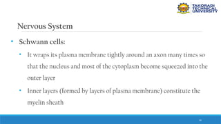 50
Nervous System
• Schwann cells:
• It wraps its plasma membrane tightly around an axon many times so
that the nucleus and most of the cytoplasm become squeezed into the
outer layer
• Inner layers (formed by layers of plasma membrane) constitute the
myelin sheath
 