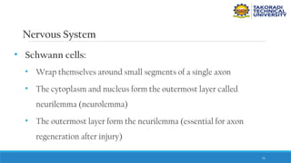 51
Nervous System
• Schwann cells:
• Wrap themselves around small segments of a single axon
• The cytoplasm and nucleus form the outermost layer called
neurilemma (neurolemma)
• The outermost layer form the neurilemma (essential for axon
regeneration after injury)
 