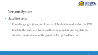 52
Nervous System
• Satellite cells:
• Found in ganglia (clusters of nerve cell bodies located within the PNS
• Insulate the nerve cell bodies within the ganglion, and regulate the
chemical environment of the ganglion for optimal function
 