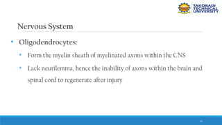 53
Nervous System
• Oligodendrocytes:
• Form the myelin sheath of myelinated axons within the CNS
• Lack neurilemma, hence the inability of axons within the brain and
spinal cord to regenerate after injury
 