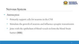 54
Nervous System
• Astrocytes:
• Primarily support cells for neurons in the CNS
• Stimulate the growth of neurons and influence synaptic transmission
• Joins with the epithelium of blood vessels to form the blood-brain
barrier (BBB)
 