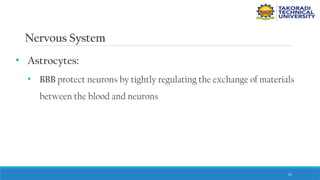 55
Nervous System
• Astrocytes:
• BBB protect neurons by tightly regulating the exchange of materials
between the blood and neurons
 