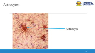 56
Astrocytes
Astrocyte
 