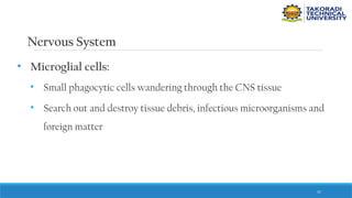 57
Nervous System
• Microglial cells:
• Small phagocytic cells wandering through the CNS tissue
• Search out and destroy tissue debris, infectious microorganisms and
foreign matter
 