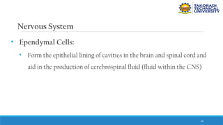 58
Nervous System
• Ependymal Cells:
• Form the epithelial lining of cavities in the brain and spinal cord and
aid in the production of cerebrospinal fluid (fluid within the CNS)
 