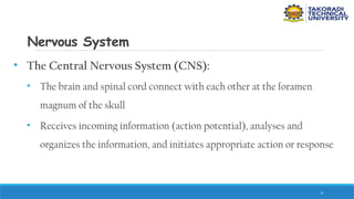 6
Nervous System
• The Central Nervous System (CNS):
• The brain and spinal cord connect with each other at the foramen
magnum of the skull
• Receives incoming information (action potential), analyses and
organizes the information, and initiates appropriate action or response
 