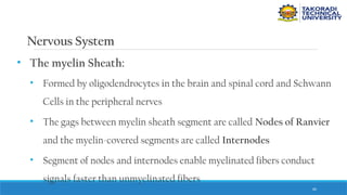 60
Nervous System
• The myelin Sheath:
• Formed by oligodendrocytes in the brain and spinal cord and Schwann
Cells in the peripheral nerves
• The gags between myelin sheath segment are called Nodes of Ranvier
and the myelin-covered segments are called Internodes
• Segment of nodes and internodes enable myelinated fibers conduct
signals faster than unmyelinated fibers
 