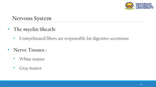 61
Nervous System
• The myelin Sheath:
• Unmyelinated fibers are responsible for digestive secretions
• Nerve Tissues :
• White matter
• Gray matter
 