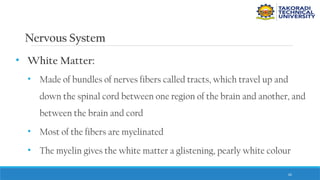62
Nervous System
• White Matter:
• Made of bundles of nerves fibers called tracts, which travel up and
down the spinal cord between one region of the brain and another, and
between the brain and cord
• Most of the fibers are myelinated
• The myelin gives the white matter a glistening, pearly white colour
 