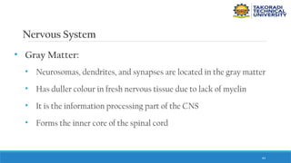 64
Nervous System
• Gray Matter:
• Neurosomas, dendrites, and synapses are located in the gray matter
• Has duller colour in fresh nervous tissue due to lack of myelin
• It is the information processing part of the CNS
• Forms the inner core of the spinal cord
 