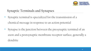 65
Synaptic Terminals and Synapses
• Synaptic terminal is specialized for the transmission of a
chemical message in response to an action potential
• Synapse is the junction between the presynaptic terminal of an
axon and a postsynaptic membrane receptor surface, generally a
dendrite
 
