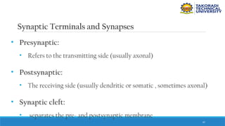 67
Synaptic Terminals and Synapses
• Presynaptic:
• Refers to the transmitting side (usually axonal)
• Postsynaptic:
• The receiving side (usually dendritic or somatic , sometimes axonal)
• Synaptic cleft:
• separates the pre- and postsynaptic membrane
 