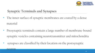 68
Synaptic Terminals and Synapses
• The inner surface of synaptic membranes are coated by a dense
material
• Presynaptic terminals contain a large number of membrane-bound
synaptic vesicles containing neurotransmitter and mitochondria
• synapses are classified by their location on the postsynaptic
neuron
 