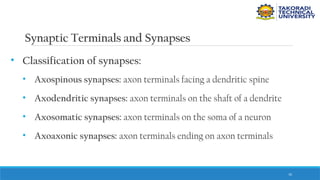 70
Synaptic Terminals and Synapses
• Classification of synapses:
• Axospinous synapses: axon terminals facing a dendritic spine
• Axodendritic synapses: axon terminals on the shaft of a dendrite
• Axosomatic synapses: axon terminals on the soma of a neuron
• Axoaxonic synapses: axon terminals ending on axon terminals
 