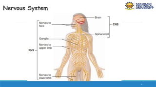 8
Nervous System
 