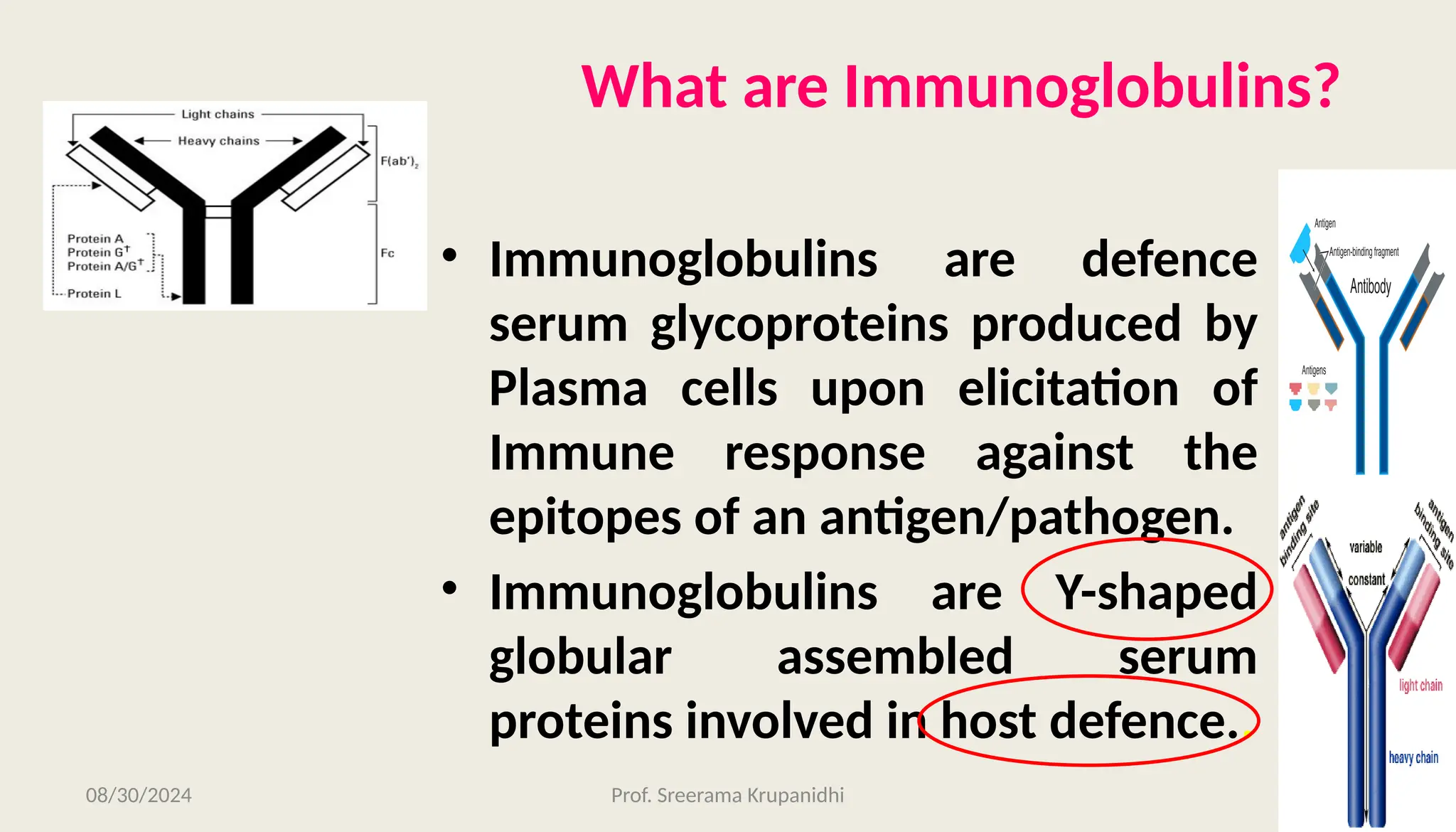 Lecture-10 Immunoglobulins: Their structure and function.pptx