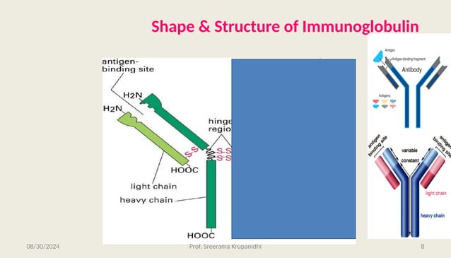 Lecture-10 Immunoglobulins: Their structure and function.pptx | Blood ...