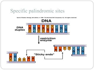 Specific palindromic sites
 