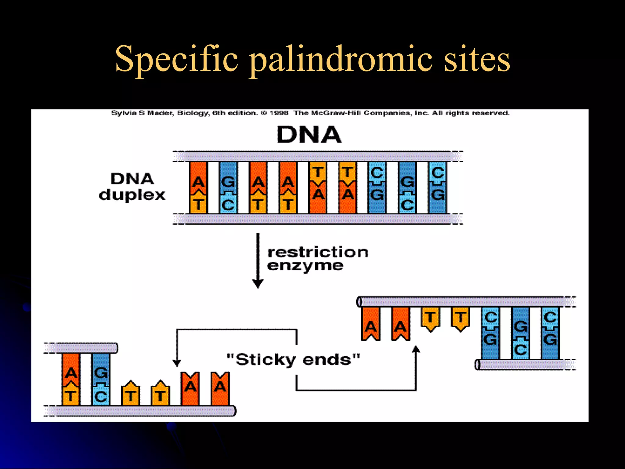 Specific palindromic sites 