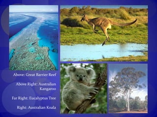 Above: Great Barrier ReefAbove Right: Australian KangarooFar Right: Eucalyptus TreeRight: Australian Koala