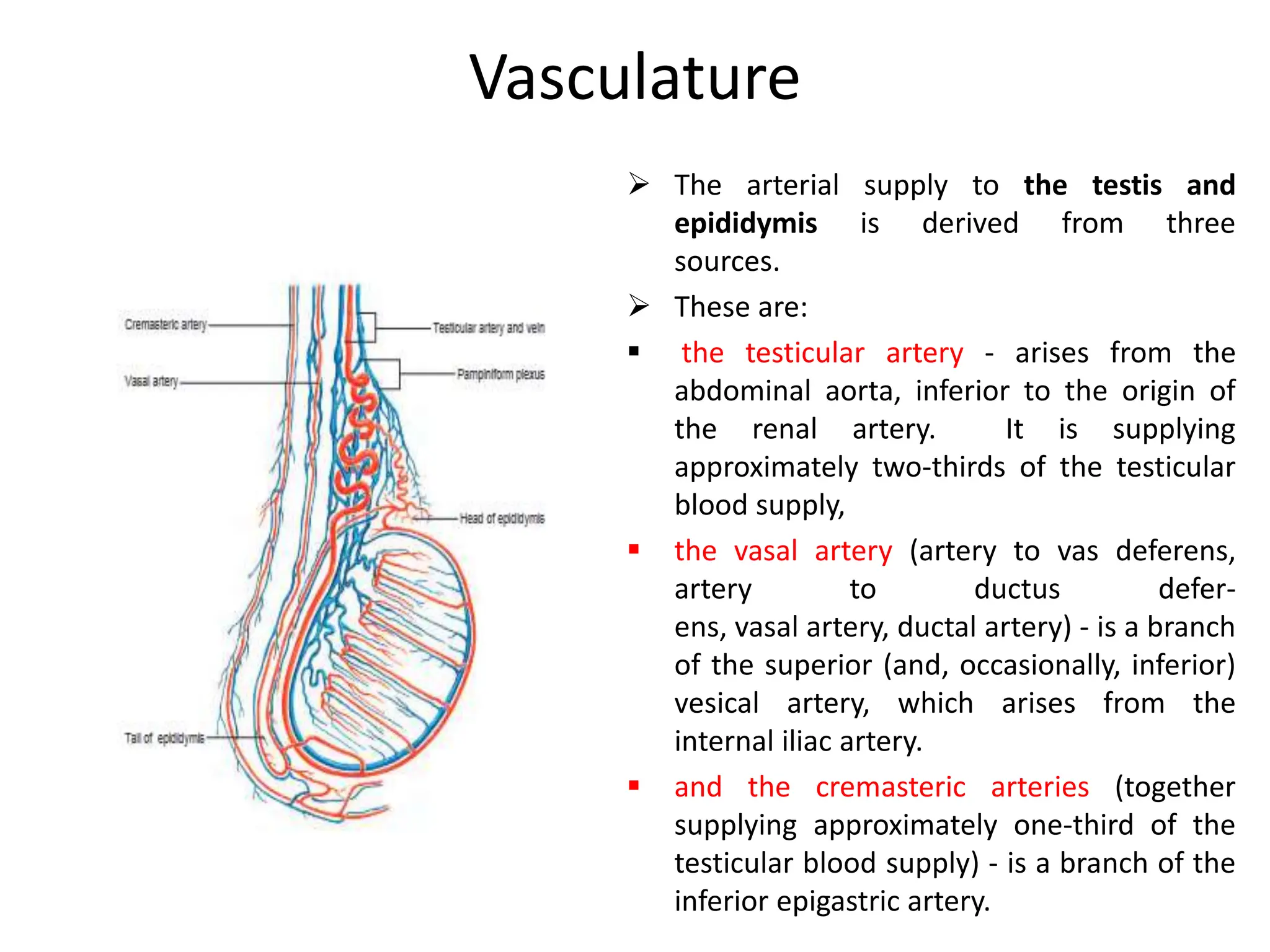 Endocrine system anatomy pituitary thyroid parathyroid.pptx