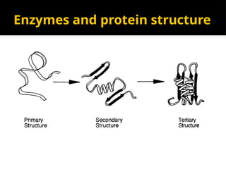 Enzymes and protein structure
 