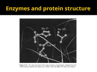 Enzymes and protein structure
 