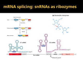 mRNA splicing: snRNAs as ribozymes
 