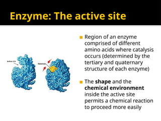 Enzyme: The active site
◼ Region of an enzyme
comprised of different
amino acids where catalysis
occurs (determined by the
tertiary and quaternary
structure of each enzyme)
◼ The shape and the
chemical environment
inside the active site
permits a chemical reaction
to proceed more easily
 