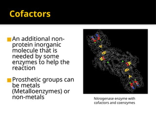 Cofactors
◼An additional non-
protein inorganic
molecule that is
needed by some
enzymes to help the
reaction
◼Prosthetic groups can
be metals
(Metalloenzymes) or
non-metals Nitrogenase enzyme with
cofactors and coenzymes
 