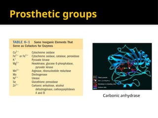 Prosthetic groups
Carbonic anhydrase
 