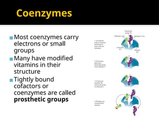 Coenzymes
▪Most coenzymes carry
electrons or small
groups
▪Many have modified
vitamins in their
structure
▪Tightly bound
cofactors or
coenzymes are called
prosthetic groups
 