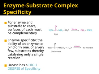 Enzyme-Substrate Complex
Specificity
◼ For enzyme and
substrate to react,
surfaces of each must
be complementary
◼ Enzyme specificity: the
ability of an enzyme to
bind only one, or a very
few, substrates thereby
catalyzing only a single
reaction
◼ Urease has a HIGH
DEGREE of Specificity
 