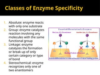 Classes of Enzyme Specificity
1. Absolute: enzyme reacts
with only one substrate
2. Group: enzyme catalyzes
reaction involving any
molecules with the same
functional group
3. Linkage: enzyme
catalyzes the formation
or break up of only
certain category or type
of bond
4. Stereochemical: enzyme
recognizes only one of
two enantiomers
 