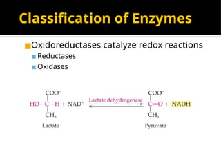 Classification of Enzymes
◼Oxidoreductases catalyze redox reactions
▪ Reductases
▪ Oxidases
 