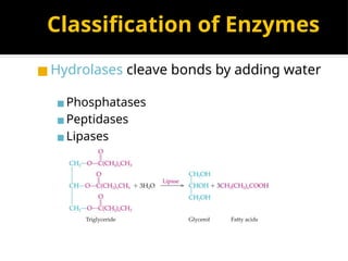 Classification of Enzymes
◼Hydrolases cleave bonds by adding water
▪Phosphatases
▪Peptidases
▪Lipases
 