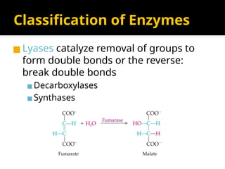 Classification of Enzymes
◼ Lyases catalyze removal of groups to
form double bonds or the reverse:
break double bonds
▪Decarboxylases
▪Synthases
 