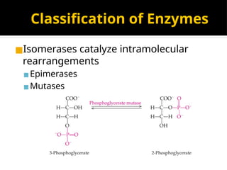 Classification of Enzymes
◼Isomerases catalyze intramolecular
rearrangements
▪Epimerases
▪Mutases
 