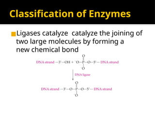 Classification of Enzymes
◼Ligases catalyze catalyze the joining of
two large molecules by forming a
new chemical bond
 