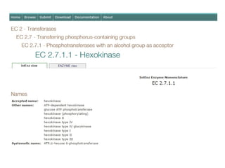 Enzyme  basic information and working of enzyme