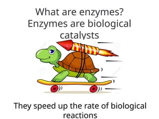 What are enzymes?
Enzymes are biological
catalysts
They speed up the rate of biological
reactions
 