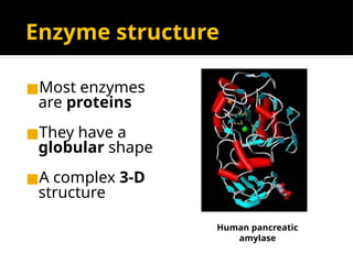 Enzyme structure
◼Most enzymes
are proteins
◼They have a
globular shape
◼A complex 3-D
structure
Human pancreatic
amylase
 