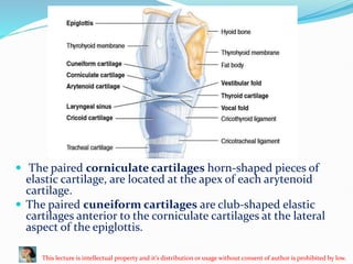Respiratory System PPT, Anatomy and Physiology | PPTX