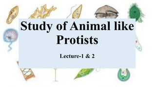 Study of Animal like
Protists
Lecture-1 & 2
 